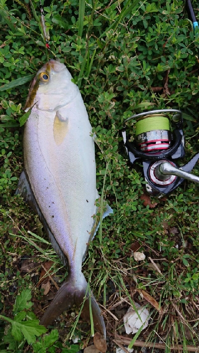 メッキ狙いのトップにシオ！