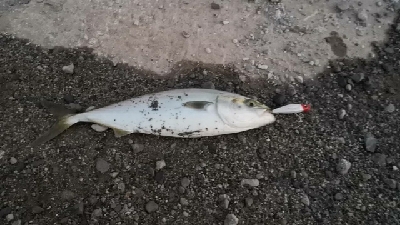 夕マズメにハマチ♪