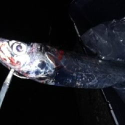 初ルアーで太刀魚！