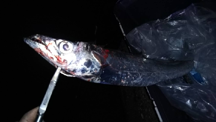 初ルアーで太刀魚！