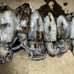 そこそこ大きい