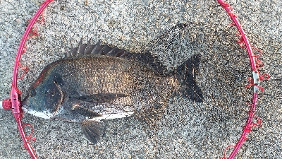 紀州釣り、やっとチヌ様