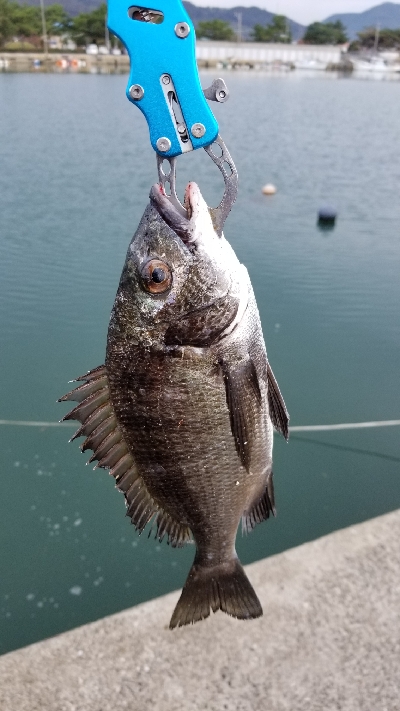 落としこみで、久しぶりチヌ