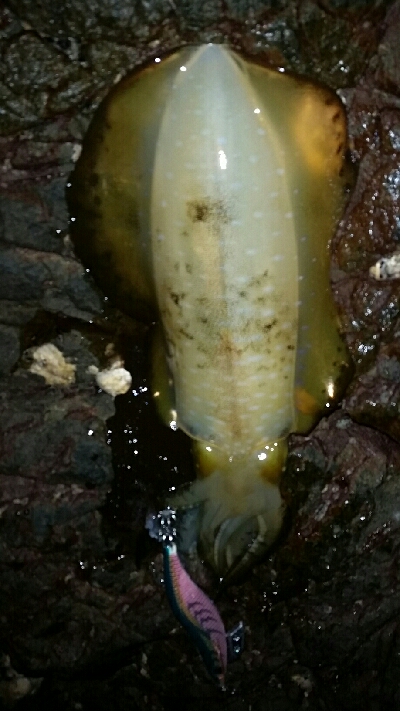 仕事終わりに近場の地磯へ。