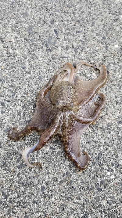 ロックフィッシュ初めました。