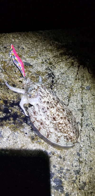 エギングで早くも…