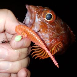 ツチノコ！！！