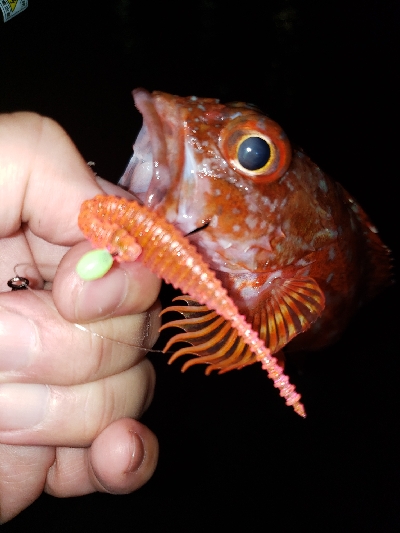 ツチノコ！！！