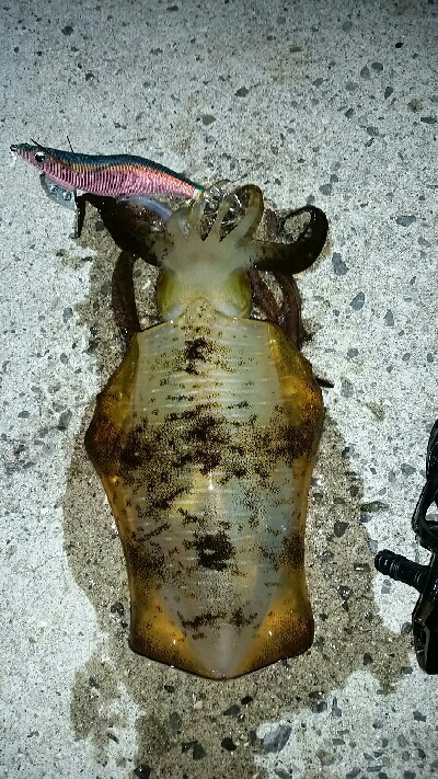 先行者のヤエン師匠