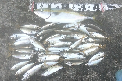 台風後のメクリアジ狙い　兼　リール使用感の…