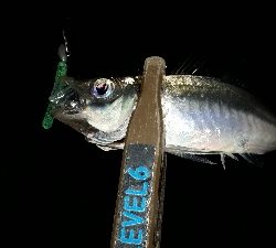 やっと、マイポーでアジング