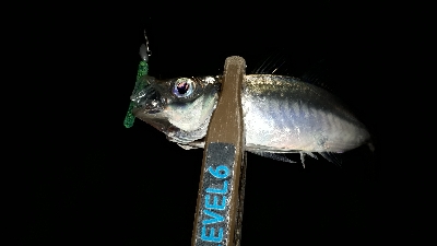 やっと、マイポーでアジング