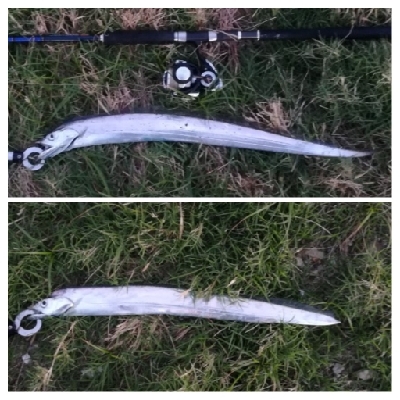 LSJigginger 0530〜0615 アジンガー1855〜1930