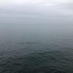 この秋初めてのサゴシ