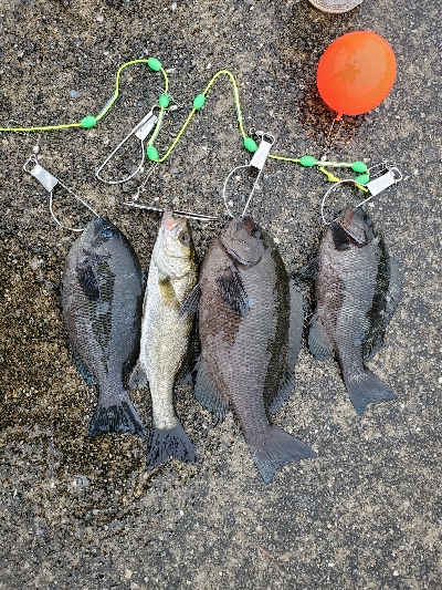 エビ撒き釣り調査