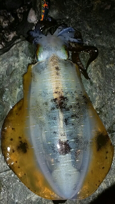 イカたまってました。