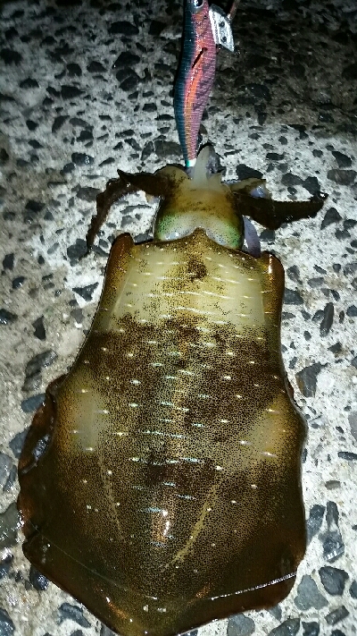 ゲソ、アオリ2、バラシ