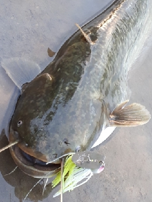 紀の川ナマズ釣行