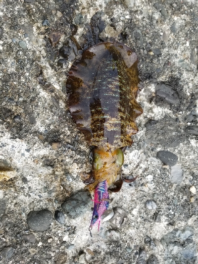 朝イチ１投目伝説