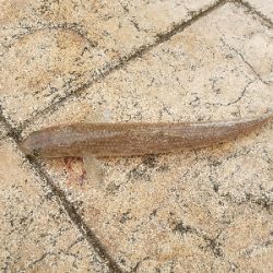 舞鶴湾のぬし！？