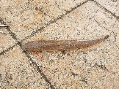 舞鶴湾のぬし！？