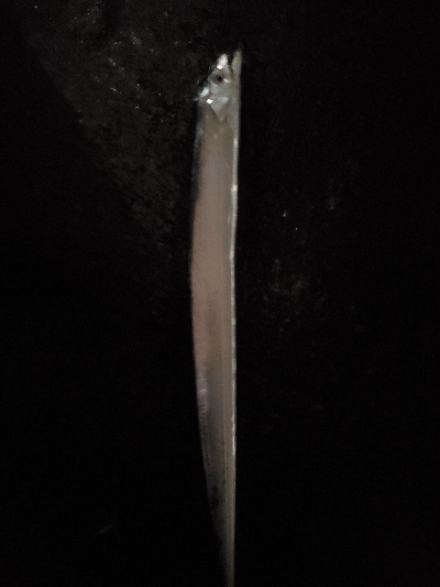 太刀魚餌釣りからのエビ撒き釣り