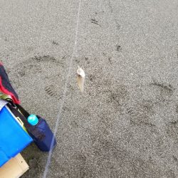 今日は一人でキス釣り