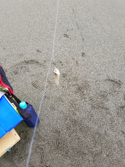 今日は一人でキス釣り