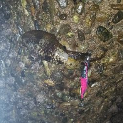 激渋の中なんとかチビッ子。