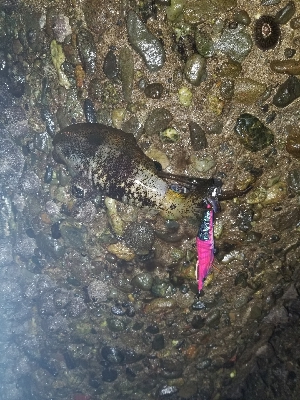 激渋の中なんとかチビッ子。