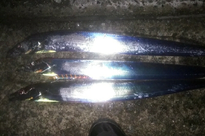 サゴシ狙いでタチウオ連発！