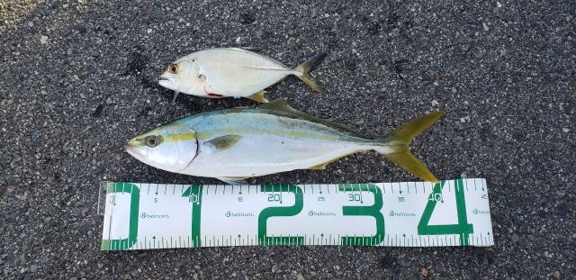 ヒラメが釣れてる！！？