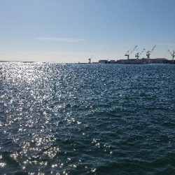 タチウオとハマチ