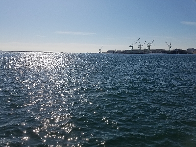 タチウオとハマチ