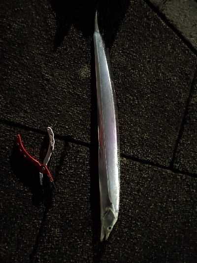 夜釣り太刀魚調査