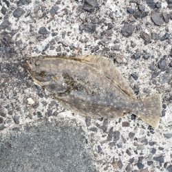 エギング&泳がせ