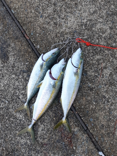 ツバス～ハマチ