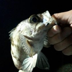 苦節１年、初アジGET！