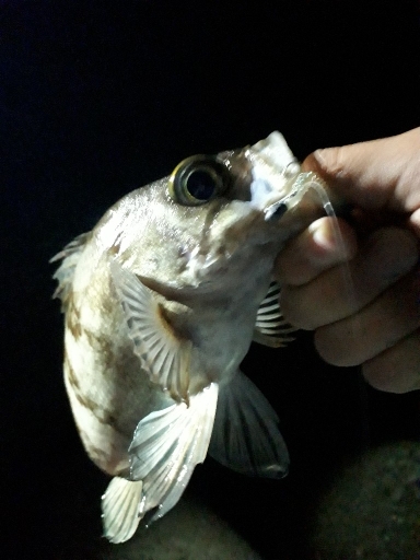 苦節１年、初アジGET！