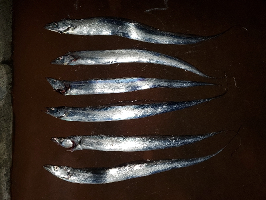 太刀魚調査リアルタイム