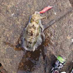 ど干潮でも釣れました