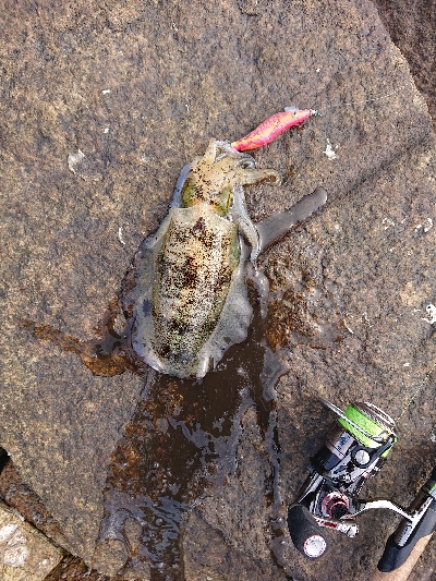 ど干潮でも釣れました