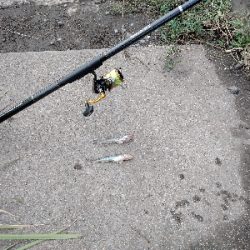 ハゼ釣り遠投有利