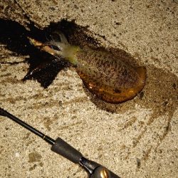 秋イカも少し大きくなってます!