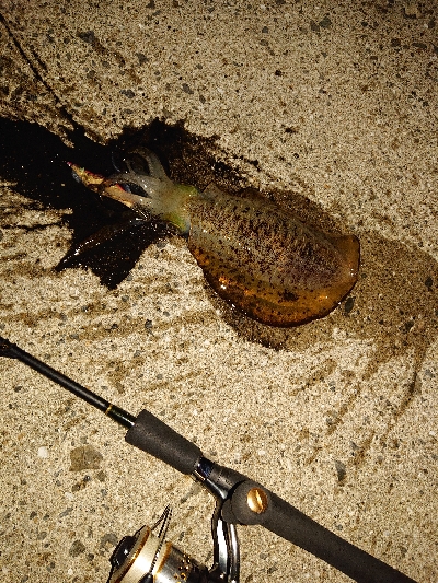 秋イカも少し大きくなってます！