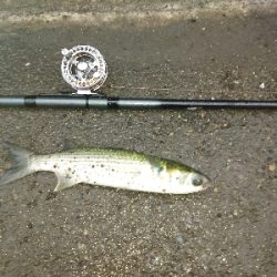 ヘチ釣りデビュー戦KO負け