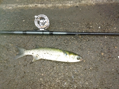 ヘチ釣りデビュー戦KO負け