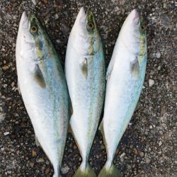 まだまだツバス