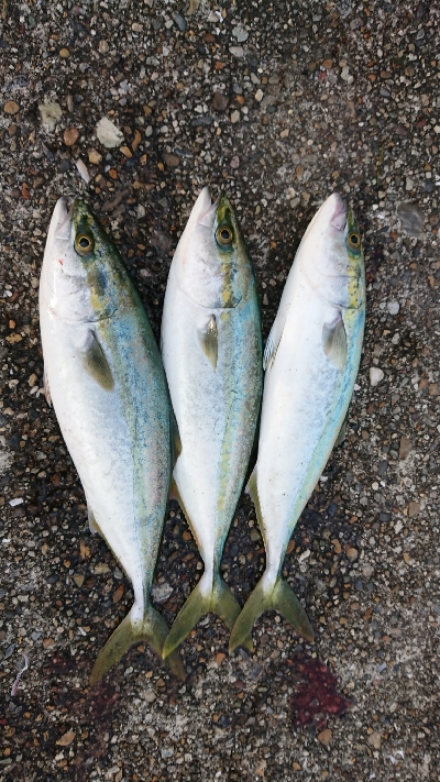 まだまだツバス