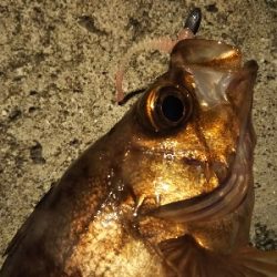 短い秋と冬支度する魚たち